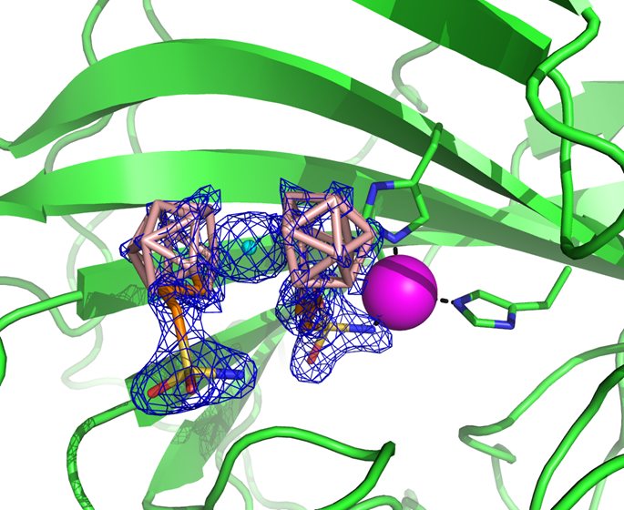 Obr. 1 Struktura metallakarboranového inhibitoru CB-31, který je vázán v aktivním místě enzymu CA-29 (CA-IX mimic). Stanovení struktury: J. Brynda, P. Řezáčová, ÚMG AV ČR, ÚOChB, AV ČR.