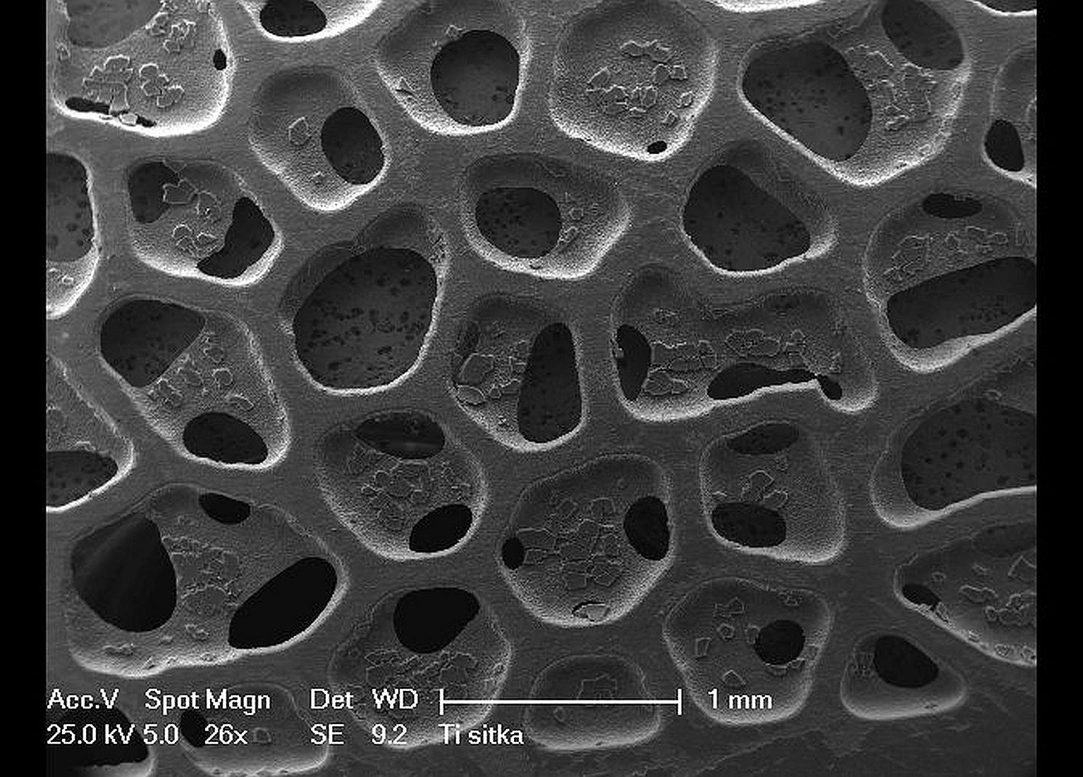 Fig. 2: TEM image of the morphology of the Ti mesh